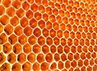 pablohoney-01