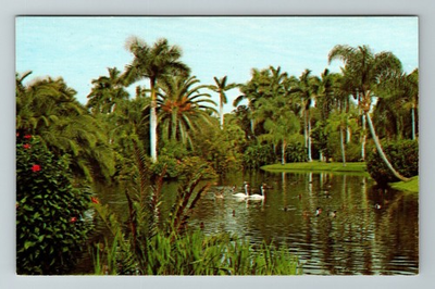 #ad #ad Sarasota FL Florida White Swans On Mirror Lake Vintage Postcard $4.99