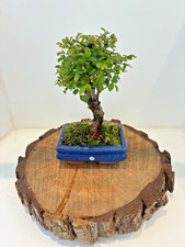 Chinese Elm ( Ulmus Parvifolia ) Easy Care Indoor Bonsai Tree