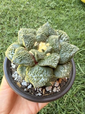 Rare Cactus Grafted #0350