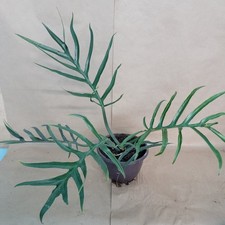 3" Philodendron Tortum Rare Skeleton Fern Leaf Aroid Live Potted Houseplant Pot