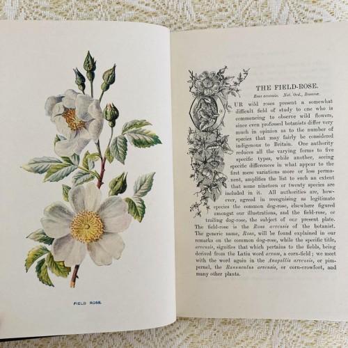 洋書古書　希少　Familiar Wild Flowers　アンティーク植物図鑑 洋書古書 希少 Familiar Wild Flowers アンティーク植物図鑑 - 本