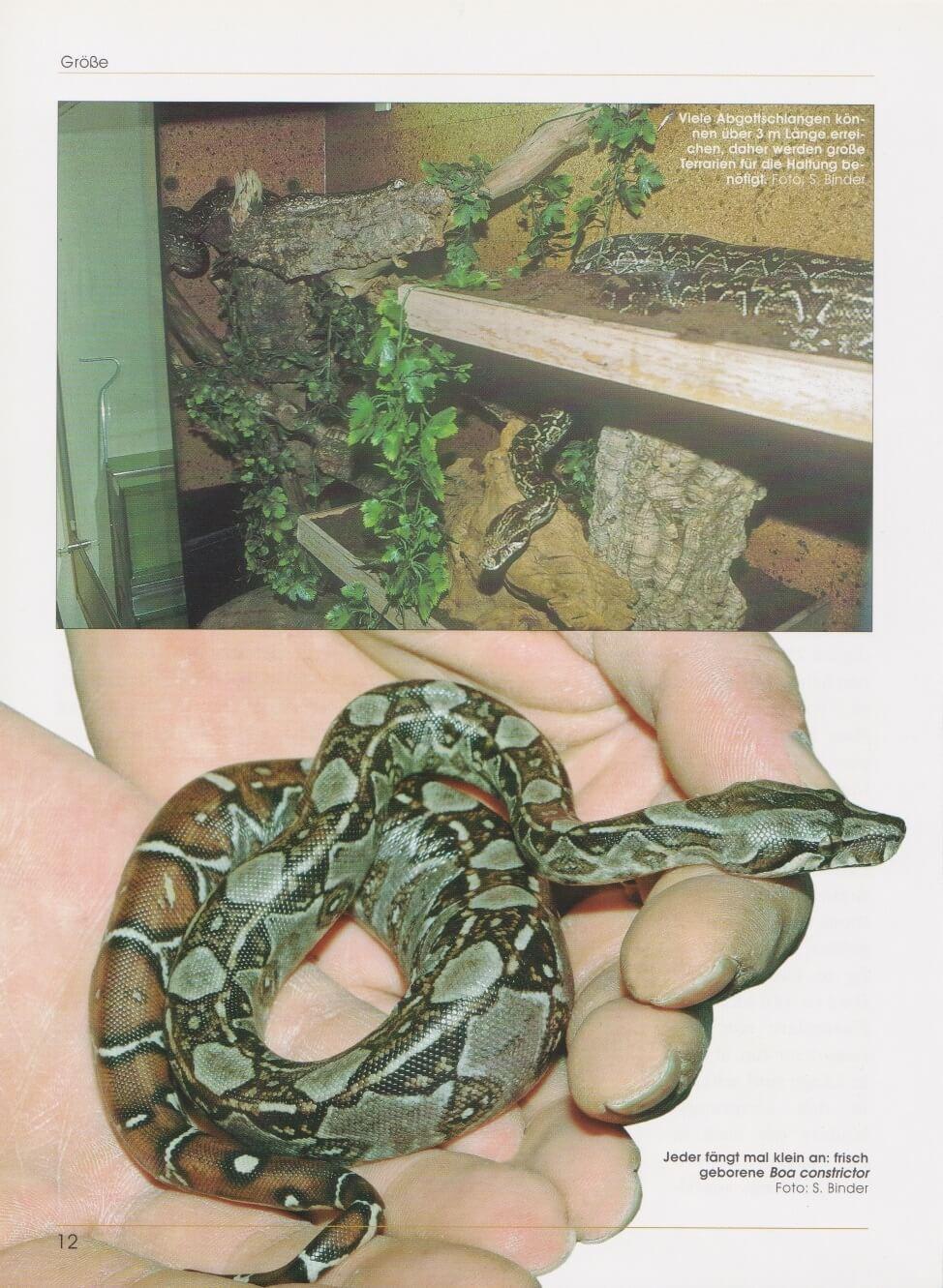 Thumbnail - Boa Constrictor Stefan Binder