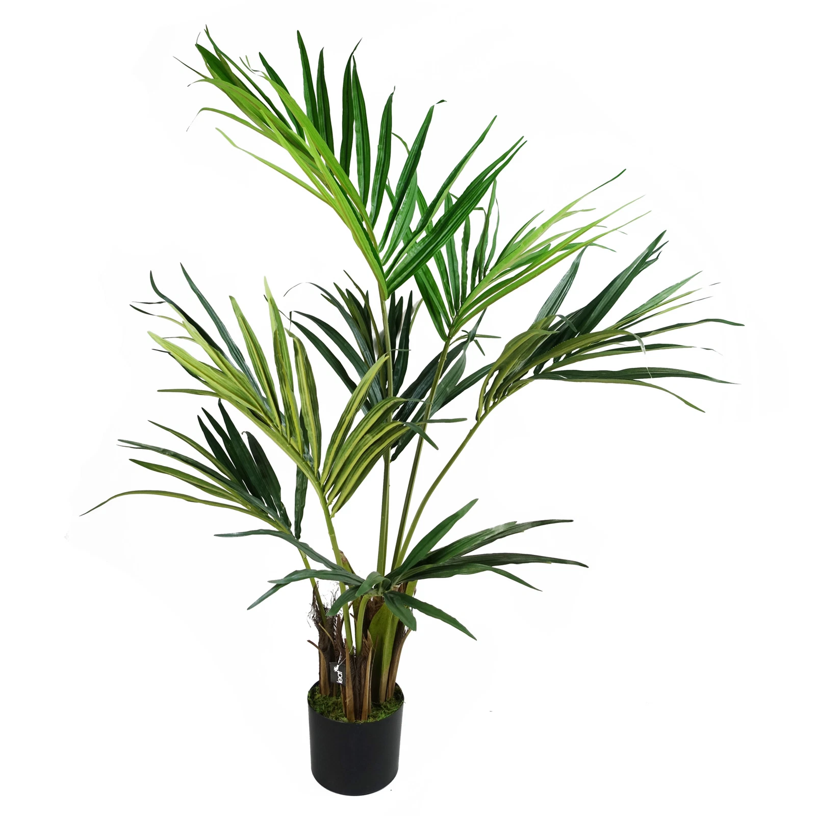 130cm Kentia Palm - 40538