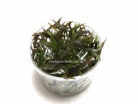 Cryptocoryne Walkeri In Tissue Culture Live Aquarium Plants Crypt Brown Tropica Cryptocoryne Walkeri In Tissue Culture Live Aquarium Plants Crypt Brown Tropica