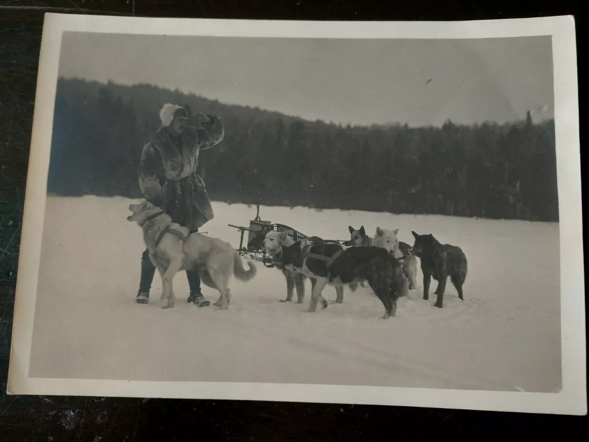 Dog Sled Dogs Man in Fir Coat Cap Vintage 7 x 5 Photograph eBay