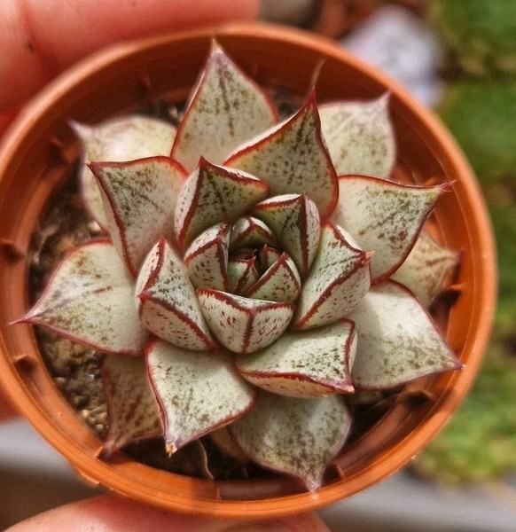 Echeveria Purpusorum White Form 5.5 cm. Pot rare Succulent Cactus Haworthia