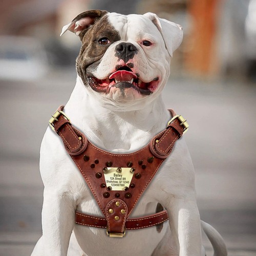 Brown Genuine Leather Dog Harness Personalized Nameplate Spiked Studded Pitbull - Picture 3 of 11