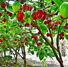 Tamarillo Tree Tomato Seeds Yields 60+lbs of Garden Fruit! Fast Growing Plant