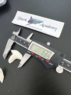 #ad #ad Ultra Rare tiger shark tooth 1 3 8 inch 34 Cm very big $29.99