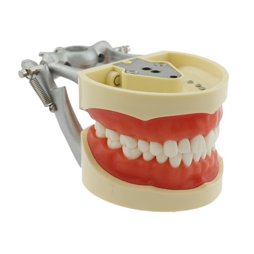 Nissin 200 Style Dental Practice Typodont Model Pole Mount 32 Pc Removable Teeth - Picture 6 of 47