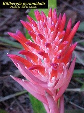 Billbergia pyramidalis Pup - Vibrant Bromeliad Offset 🌿