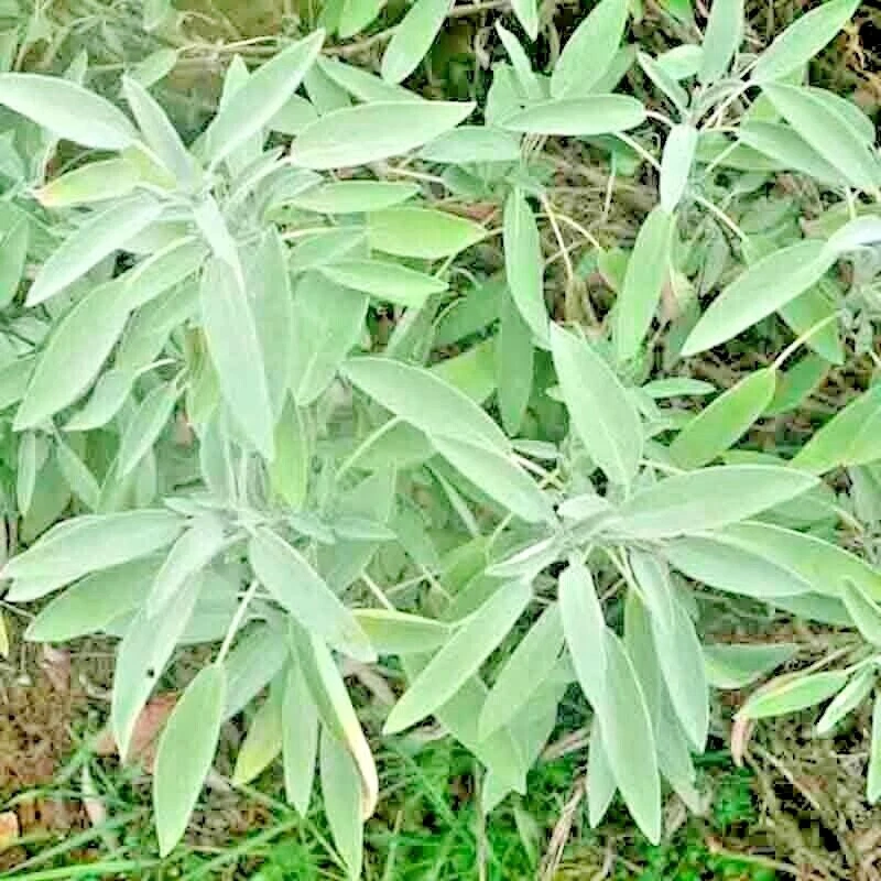 200+ BLUE SAGE SEEDS MOSQUITO REPELLENT HERB PERENNIAL HEIRLOOM FREE SHIPPING! - Image 2 of 4