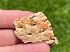 Hell Creek Fossil Crocodile Jaw Fragment Croc Cretaceous Dinosaur Age