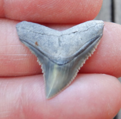 Scarce AURORA NC Fossil CARCHARHINUS DUSKY Shark Tooth LEE CREEK megalodon d05