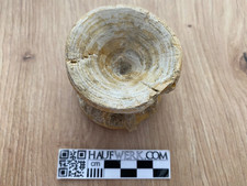 Großer fossiler Fischwirbel aus Marokko