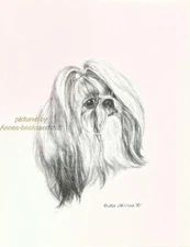 #280 SHIH TZU portrait dog art print * Pen and ink drawing by Jan Jellins