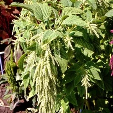 Amaranth GREEN TAILS Foxtail Tasselflower Amaranthus viridis Non-GMO 1000 Seeds!