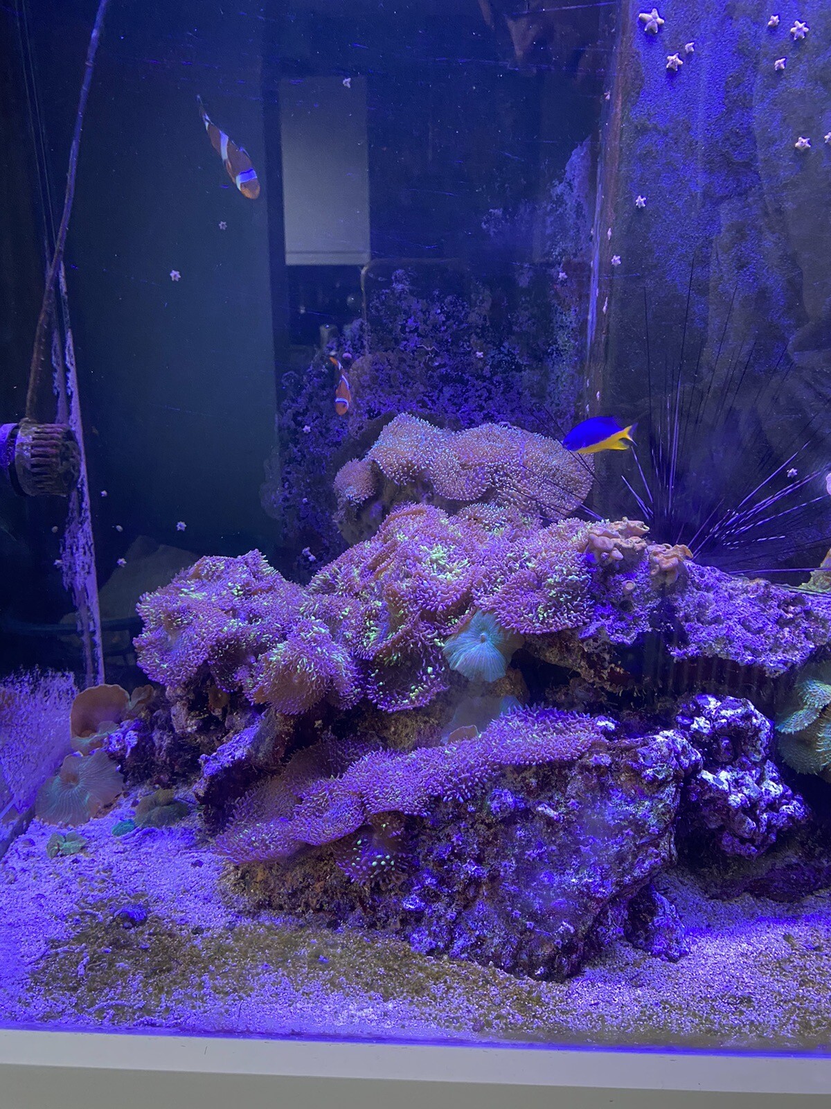 Aqua One 300L Marine Fish tank Full Setup eBay