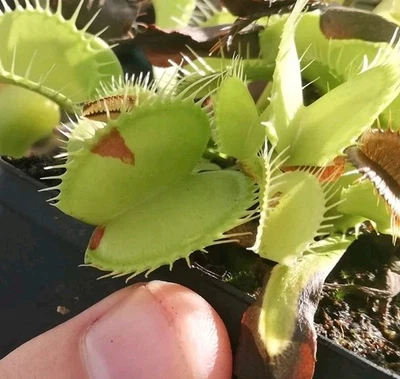 Dionaea muscipula "Patches", fleischfressende Pflanzen, Venusfliegenfalle - Bild 1 von 3