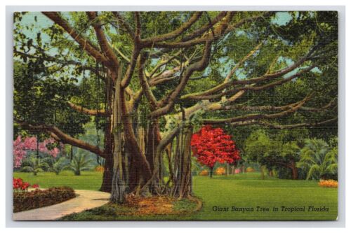 Postcard: FL Giant Banyan Tree In: Tropical Florida - Unposted - Afbeelding 1 van 2