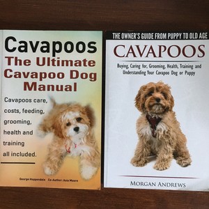 cavapoo feeding guide