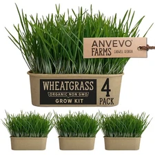 Organic Wheatgrass Premium Grow Kit 4 Pack | Whetagrass Juice | Catgrass