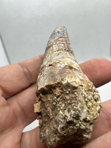 Monster Spinosauridae Morocco Dinosaur Dinosaure Dent Fossil Fossile Fossilien - Picture 13 of 18