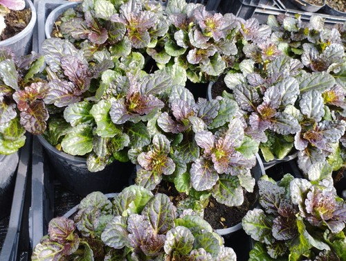pianta di Ajuga "bugola" o erba di san Lorenzo tappezzante erbacea perenne - Foto 2 di 4
