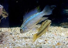 Beautiful Pair Apistogramma trifasciata - Three-Striped Dwarf Cichlid
