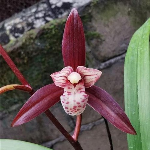 Cym. ensifolium 'Nen Nen Kou' โ Fragrant Red Orchid, Easy Care, No Ship to CA - Picture 3 of 7