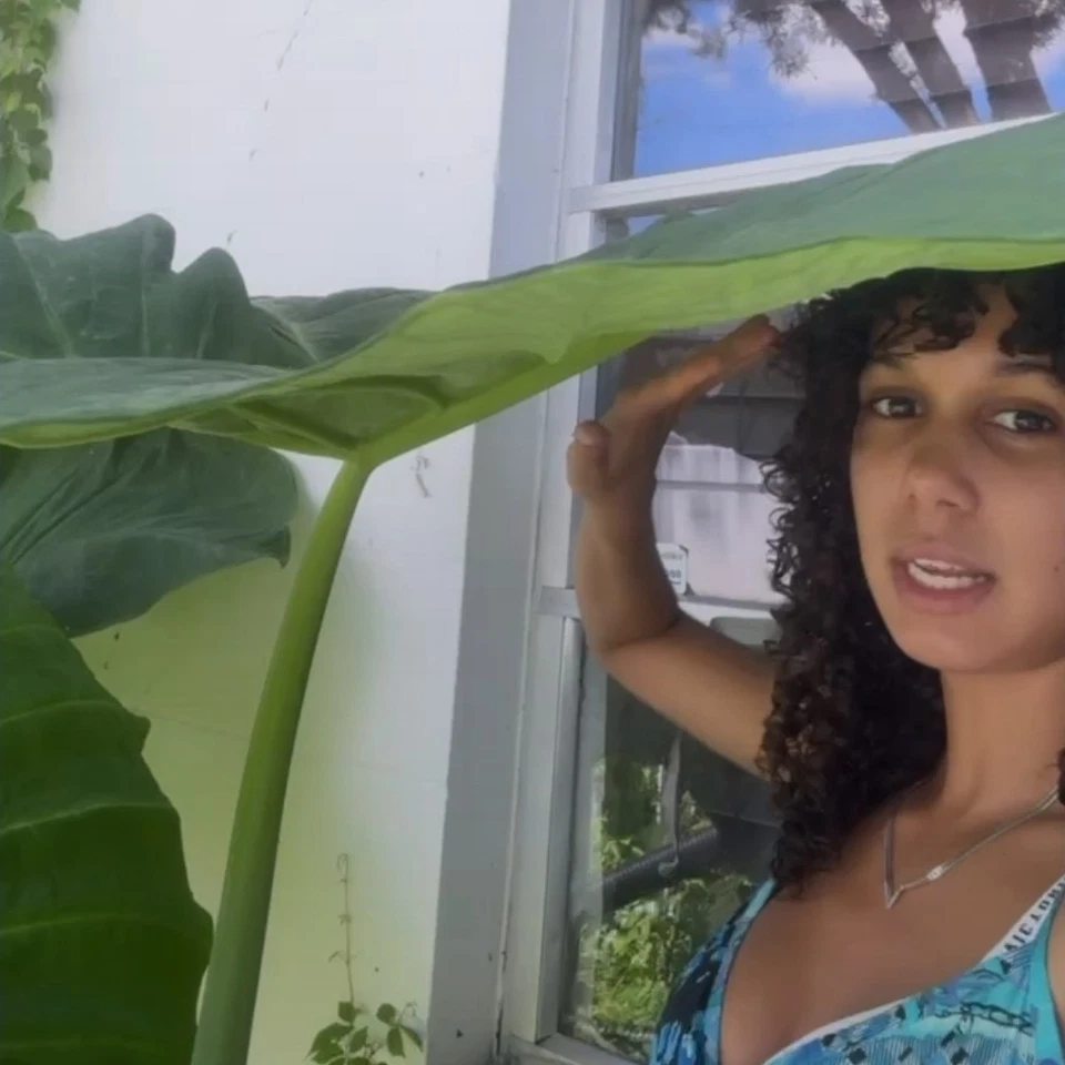 Large Mammoth Elephant Ear Bulbs Produces Big Lush Green Leaves - Image 2 of 4