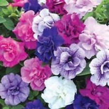 6 Scented Double Trailing Petunia Tumbelina Mixed Basket Plug Plants