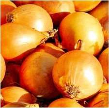 Yellow Sweet Spanish Onion Seeds | NON-GMO Onion Seeds | Heirloom Seeds