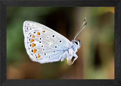 Schmetterling argus bleu 2 gerahmtes Wandbild Poster Leinwanddruck Bild
