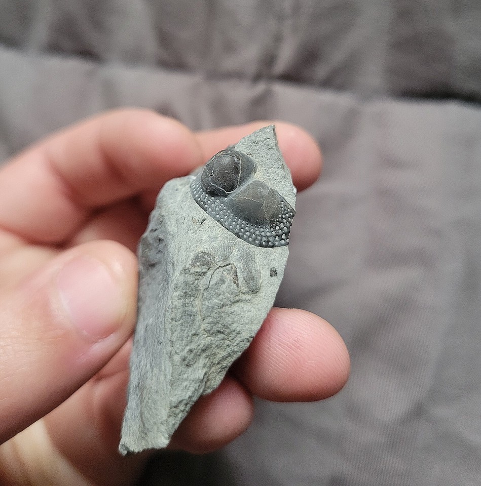 Rare Cryptolithus Trilobite Fossil From Quebec Canada Ordovician Bug | eBay