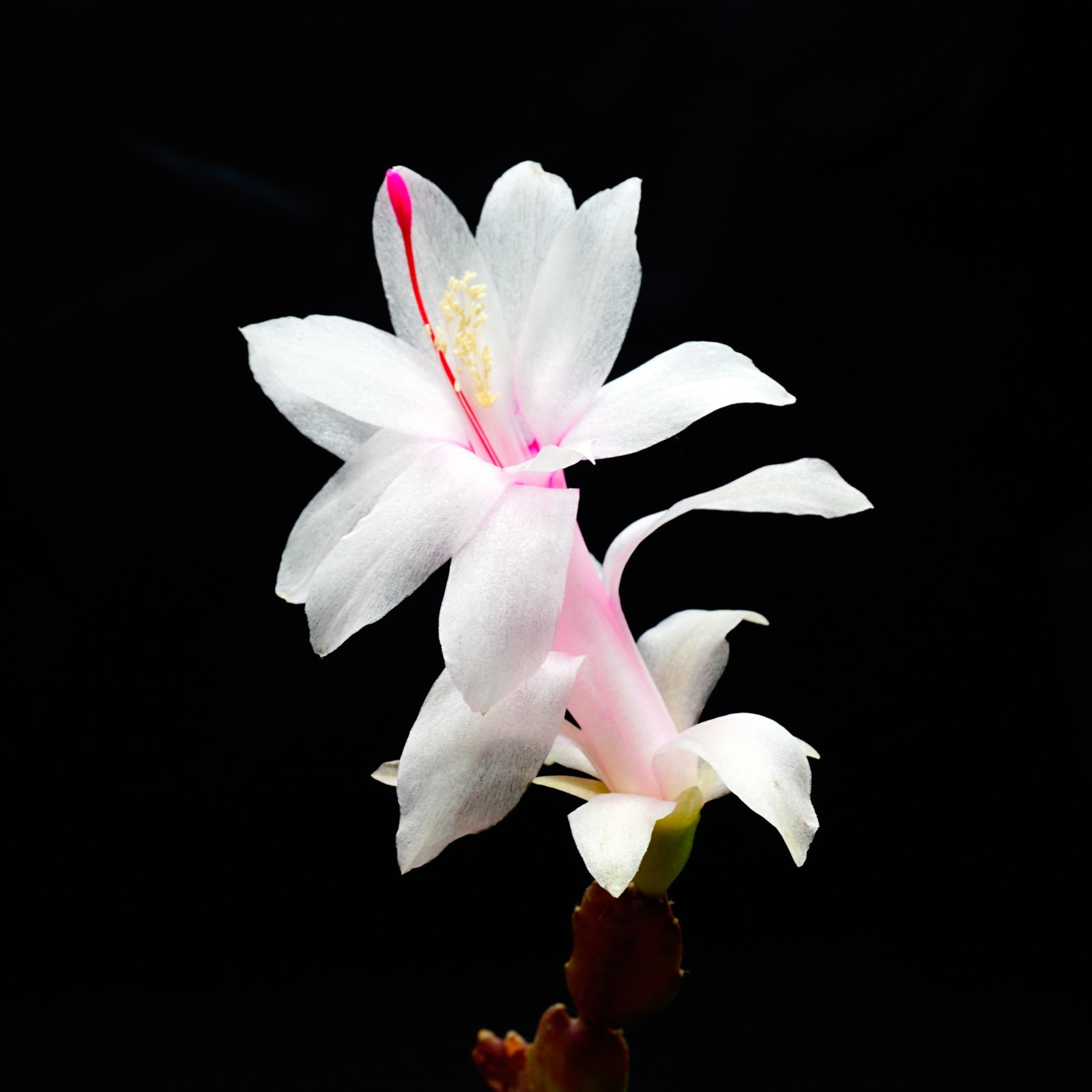 4 Cutting - White "Thanksgiving" Cactus Schlumbergera Truncata