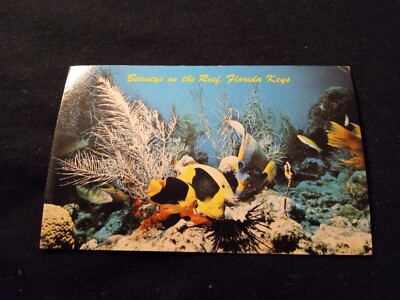 Beautys on the Reef Florida Keys - Queen Angel & a Grunt - Old Postcard