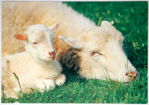 Tiere AK Postkarte - DJH - Schaf mit Lamm, 2 Ecken bestoßen - Bild 1 von 2