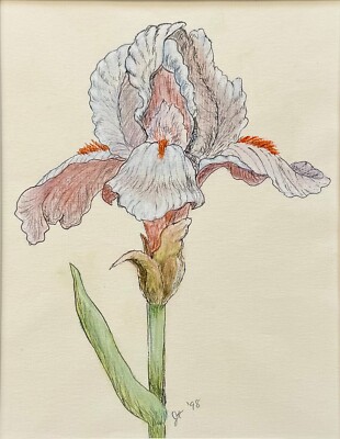 1998 Iris Flower Floral Still Life Illustration 14x11 Inches Painted Matte