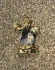 Bavarian Crystal Zoo 24k Gold Plated Pewter Clown Figurine — photo 2