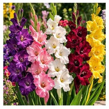 50 Gladiolus Corms Colour Collection 10 Each Summer Flowering Bulbs Cut Flowers