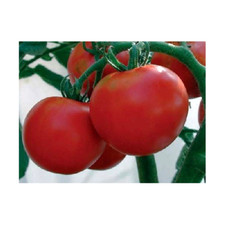 Tomato Rutgers Great Heirloom Garden Vegetable Bulk 1 Lb Seeds