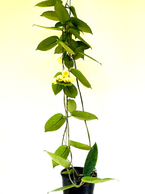 Hoya inflata 10-25 inches well rooted. Rear.