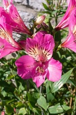 Preety Imported Alstroemeria Pink  Yellow Shade Flower Bulbs Pack Of 2 Bulbs