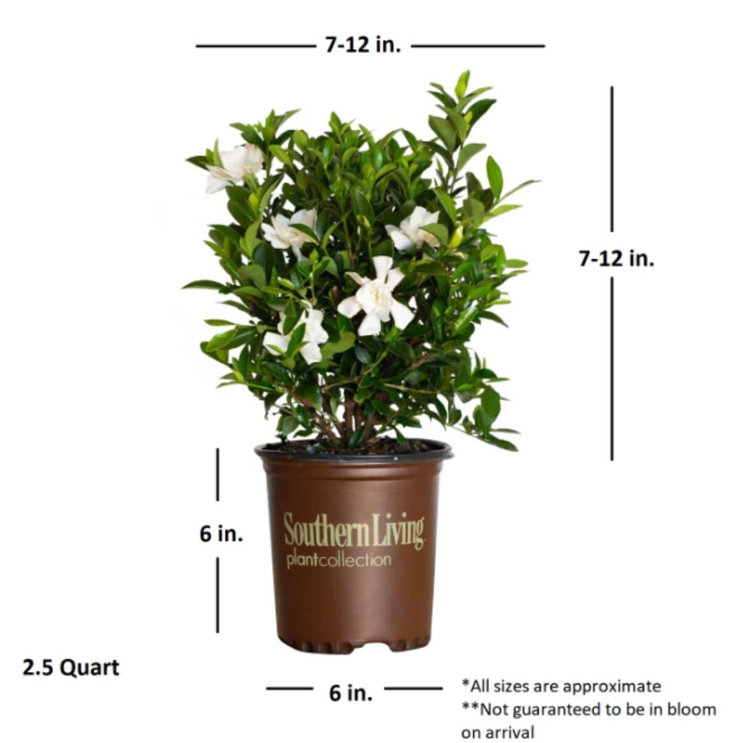 Live Gardenia with White Fragrant Blooms 2.5 qt Evergreen Shrub
