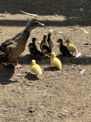 12 + Call Duck Miniature bantam Hatching Eggs white and gray !! 