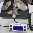 MEGALODON SHARK TEETH 1 POUND FRAGS TEETH MEG SCUBA DIVER DIRECT FOSSIL NC 2361