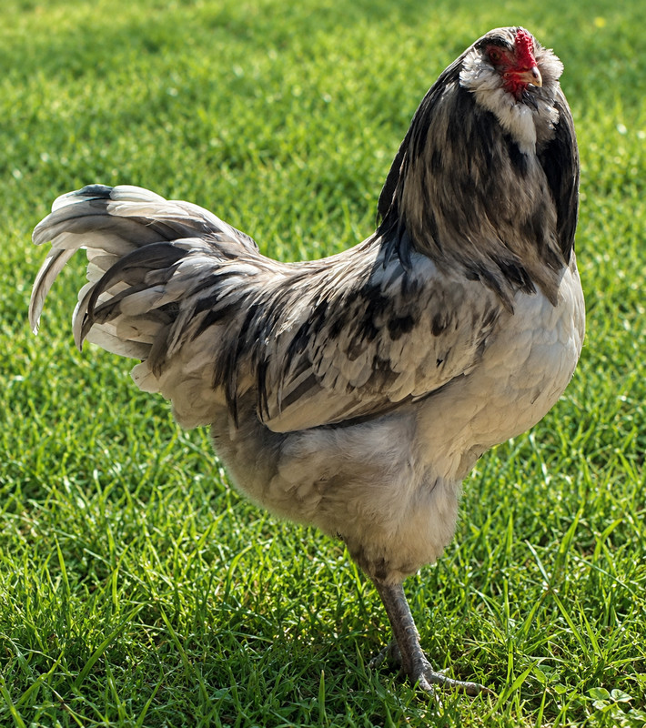 6 High Quality Blue Splash Ameraucana Fresh Fertile Hatching Eggs