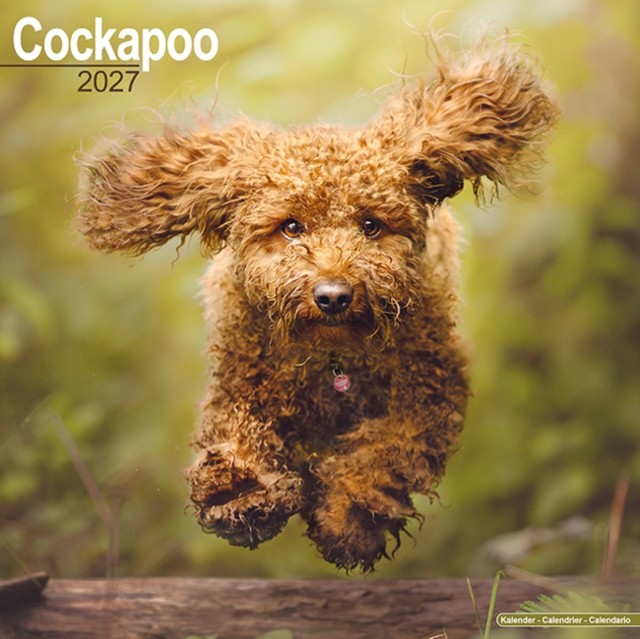 Cockapoo - Image 2